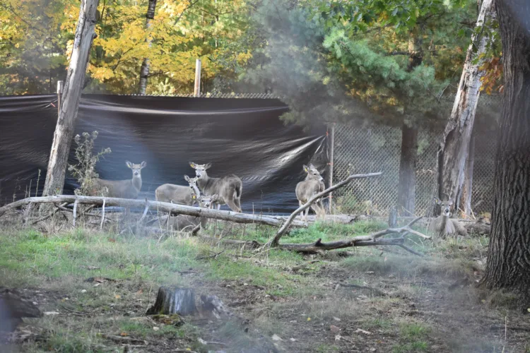 IM City Park deer transfer takes another step ahead